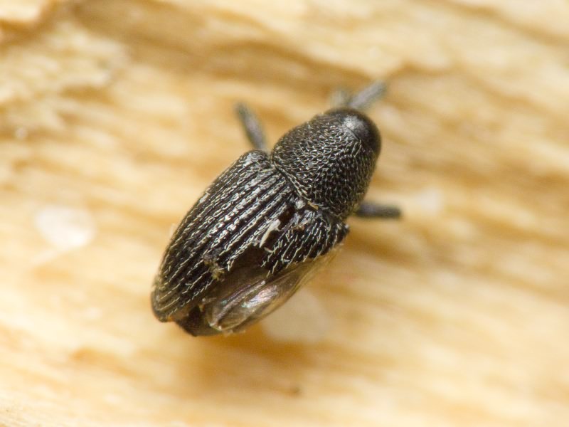 Archarius pyrrhoceras (Marsham, 1802)